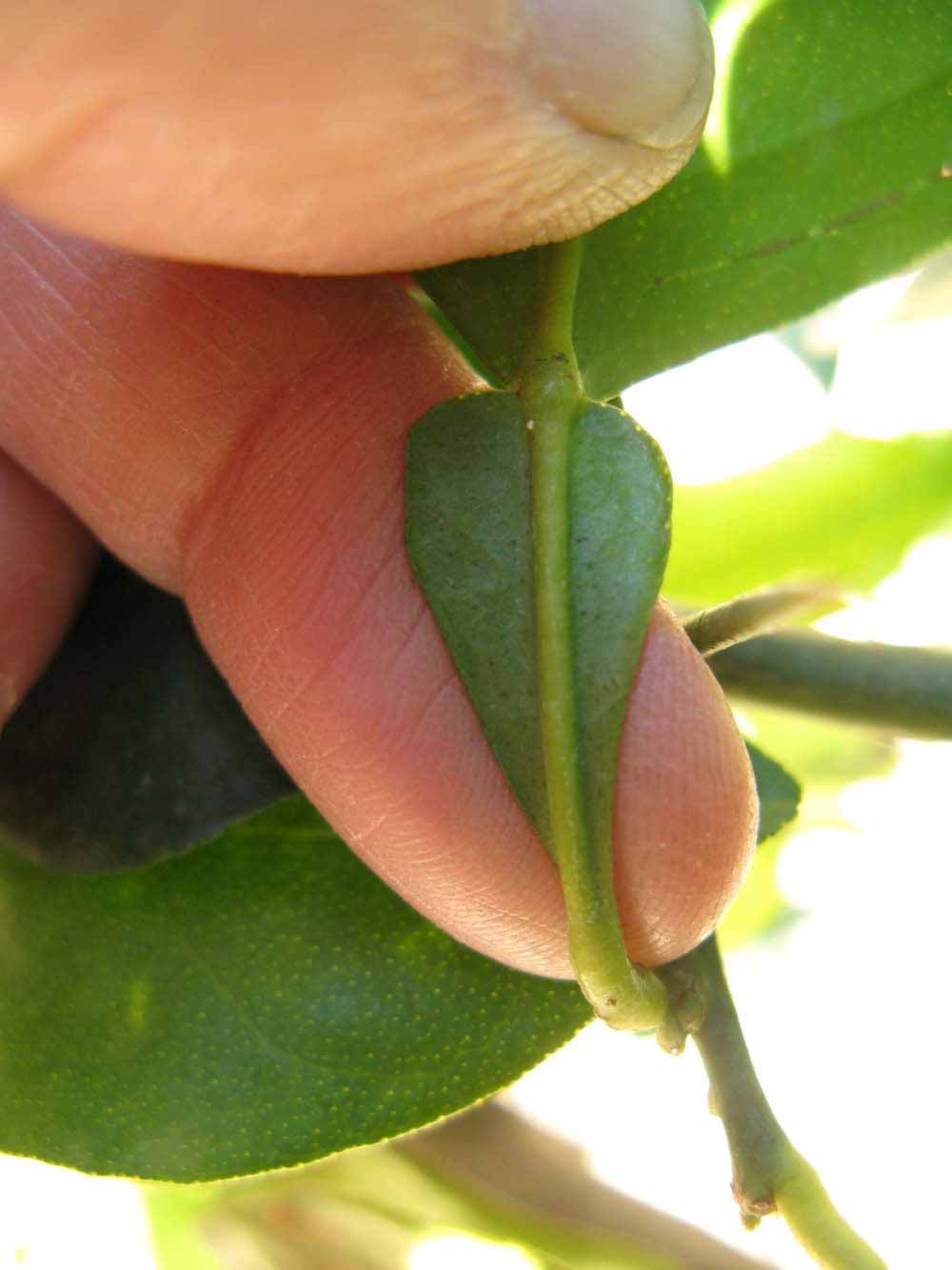              Petiole (Winter Haven, FL)       